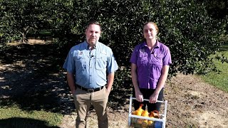 Get It Growing: Determining when and where to plant citrus in Louisiana