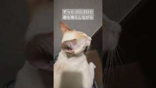 膝に乗って甘えるあくび【保護猫せのびあくび】