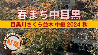 春まち中目黒 ～目黒川 桜並木 中継 2024 秋～