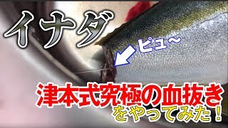 釣ったイナダに津本式究極の血抜きしてみる