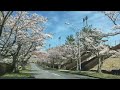 名張中央公園の桜並木（三重県名張市）2022 4 1