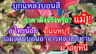 ราคาบอนสี อ ไทรน้อย จ นนทบุรี