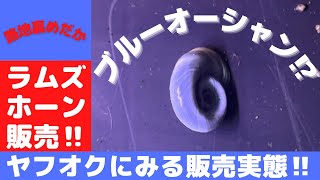 【 メダカ 飼育 】ラムズホーン 販売　ラムズホーンがやたら増えてきたので販売可能性を ヤフオク で 調査‼︎