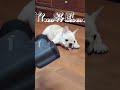 法鬥第一次看到按摩槍 french bulldog vs massage gun