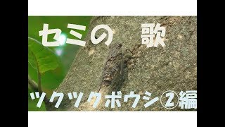 セミの鳴き声　ツクツクボウシ　cicada