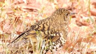 ムビる08362 今日のトラツグミ toratsugumi