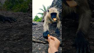 🐒Have you ever fed any such speechless animal||#animals #hanuman #monkey #hanumanji