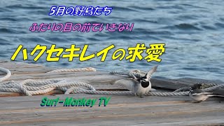 ふたりの目の前でいきなり ハクセキレイの求愛行動 200507 ~サーフモンキーTV