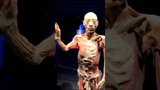 Journey Inside: Exploring the Human Body Museum 💀🔬