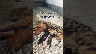 خدایاااااا چرا اینقدر جیگرن 😭🐈