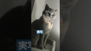 配信前の声だしに付き合わされる猫ちゃん#猫#ねこ #ねこのいる生活 #shorts #ねこ動画 #ブリティッシュショートヘア