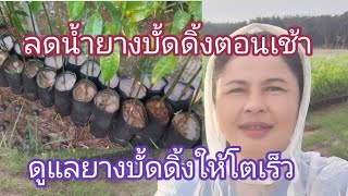 #ลดน้ำยางบั้ดดิ้ง#วิธีการดูแลยางบั้ดดิ้ง#ทำยางบั้ดดิ้ง#ทำยางบั้ดดิ้งให้โตเร็ว#เจ้ชง#jay-chong19พย65