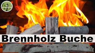 Brennholz Buche: Zahlen, Daten, Fakten