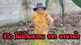 รีวิว ปลูกไผ่ ไผ่ด้ามขวาน จากลาซาด้า น่าซื้อไหม