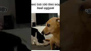 හරිම අහින්සක පුතෙක්🤣                 subscribe with serious brother with netha@#