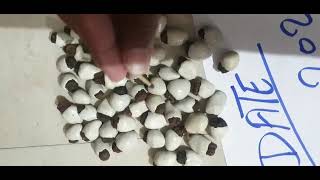 white Bhilawa भिलावाँ या भिलावा या भल्लातक वैज्ञानिक नाम Semecarpus anacardium.9284775131