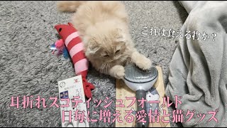 日毎に増える愛情と猫グッズ【思い出シリーズ4】