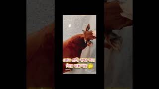 কোন প্রাণী বাচ্চা জন্ম দিয়ে মারা যায় 🤔 #shortvideo #shortsfeed