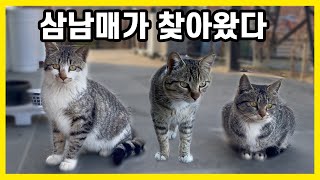 길고양이 삼남매가 찾아왔습니다. 우리 집에 정착하려는걸까요?