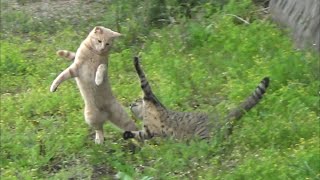 生意気だから教育的指導をした猫が反撃に合う