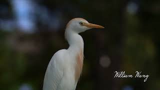 Cattle Egret 牛背鹭