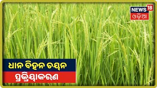 Annadata | ଦେଖନ୍ତୁ ଧାନ ବିହନ ଚୟନ ପ୍ରକ୍ରିୟାକରଣ