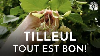 Récolter du tilleul