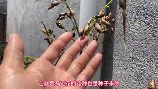 房子旁边一棵植物，它叶子越吃越上瘾，至今无人敢种植你认识吗？