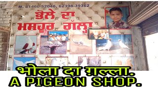 BHOLA DA GALLA A PIGEON SHOP IN MALERKOTLA PANJAB.8146052046