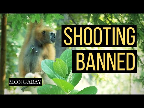 Is Hoolock Gibbon endangered?