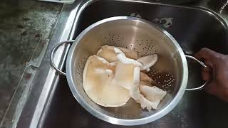 wild mushrooms growing in organic garden ..  lentinus scleropus mushrooms. (2)