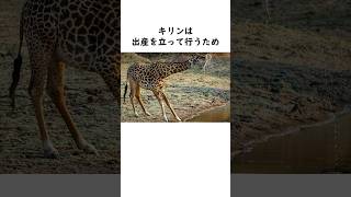 動物に関する面白い雑学 #shorts