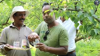 কাশ্মীরি আপেল বাগানে বসে আপেলের জুস খাওয়া | Kashmir Apple Garden | kashmir apple bagan video