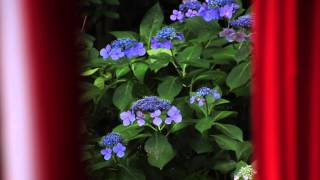 鴨都波神社の紫陽花