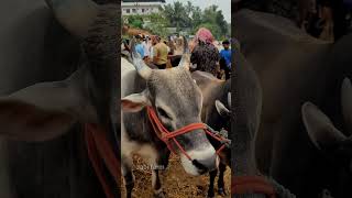 വാണിയംകുളം ചന്തയിൽ വലിയ കാളകൾ #shorts #Oxlovers #cowmarket #bufallo #goatfarming