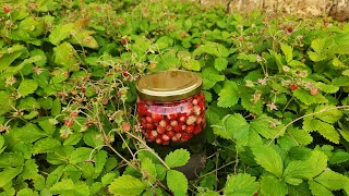 Komposto me Luleshtrydhe të Egra /Dredhza / Wild Strawberry Compote / Albania Village Life