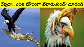 దేవుడా...ఇది ఎంత దారుణంగా వేటాడుతుందో చూడండి I Most Dangerous Eagle Attacks