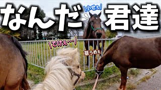 小さな馬たち（ミニチュアホース＆ポニー）の集団を初めて見た大きな馬の反応が可愛すぎました…。【ツルマルボーイ様のシモベ】