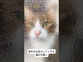 飼い主の帰りを毎日お出迎えしてくれる猫が可愛い shorts short 猫 保護猫 かわいい