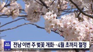 전남 이번주 벚꽃 개화.. 4월 초 까지 절정[목포MBC 뉴스투데이]