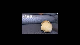 【蕾跟糖日記#11】雷雷的鼠把戲～ #天竺鼠  #guineapig