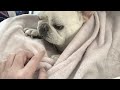 お手伝いのつまらない話が子守歌なぽーちゃん【フレンチブルドッグ frenchbulldog】