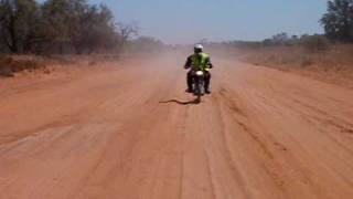 Posties in bull-dust