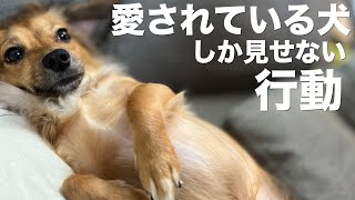 犬が愛で満たされている時しか見せない行動