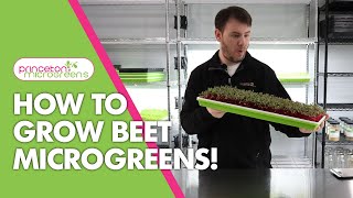 How to grow Beet Microgreens!