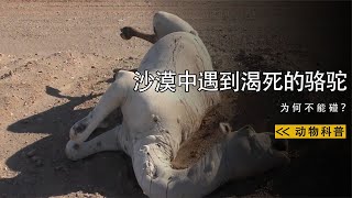 沙漠中遇到渴死的駱駝，為何不能碰？沙漠中遇到渴死的骆驼，为何不能碰？