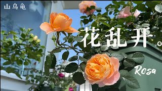 【山乌龟】月季新手初花体验｜乱花摇曳绝美姿态