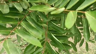 சொர்க்க மரம் | Paradise Tree in our home | Benefits of Paradise Tree