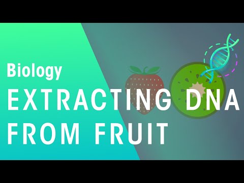 What happens when ethanol is added to strawberry extract?
