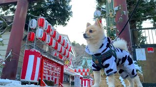 愛犬と一緒に初詣に行ってきました！【仙台初詣の旅③】